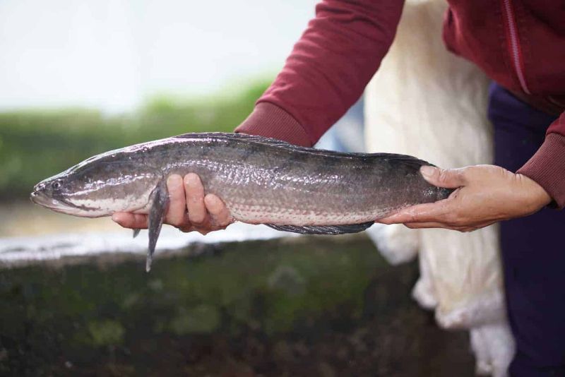 Ảnh 2: Hãy cân nhắc chọn cá lóc đồng ngon để có món bún chất lượng nhất