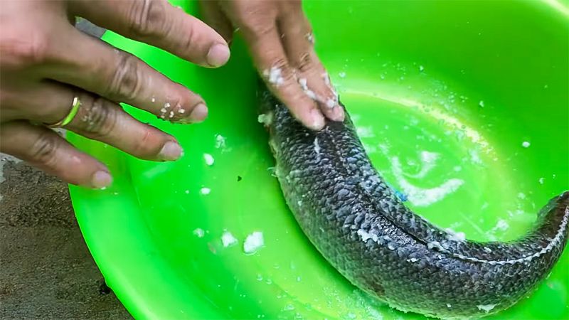 Ảnh 9: Muối sẽ giúp làm sạch nhớt bên ngoài thân của cá lóc