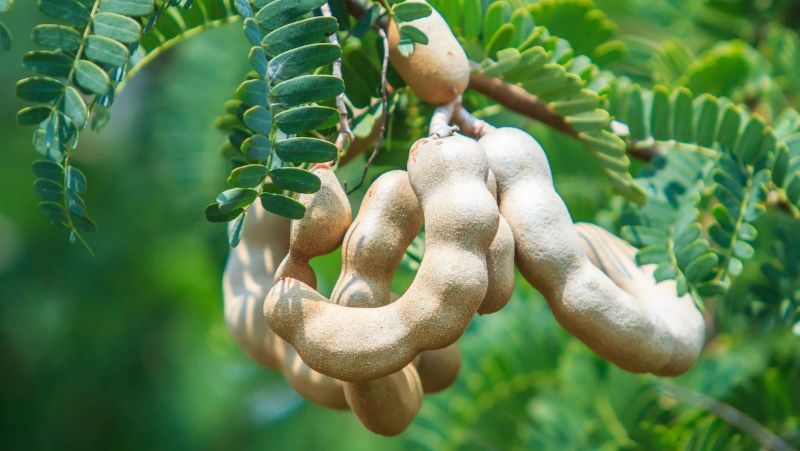 4: Bạn luộc me sống rồi lấy nước cốt