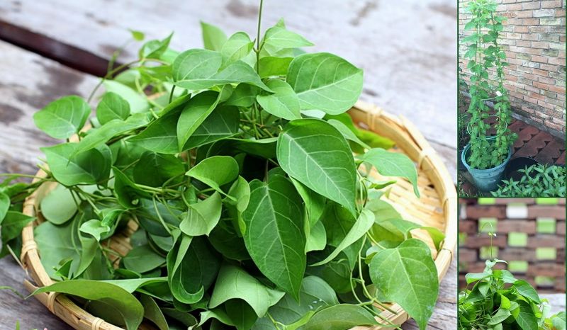 3: Lá giang không non, không già rất phù hợp để ăn lẩu