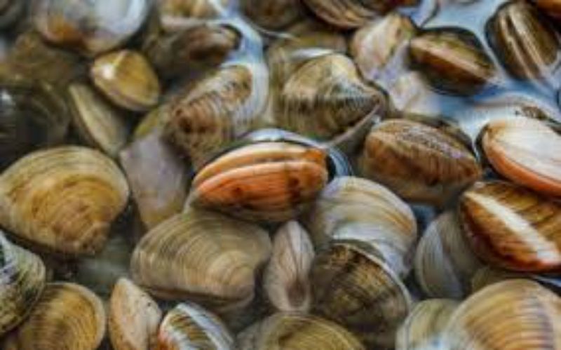 Ảnh 3: Trước khi chế biến, cần ngâm nghêu cho nó nhả sạch nhớt và cát