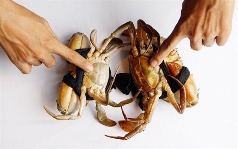 3: Để biết cua có nhiều thịt không, hãy ấn vào phần yếm của nó nhé