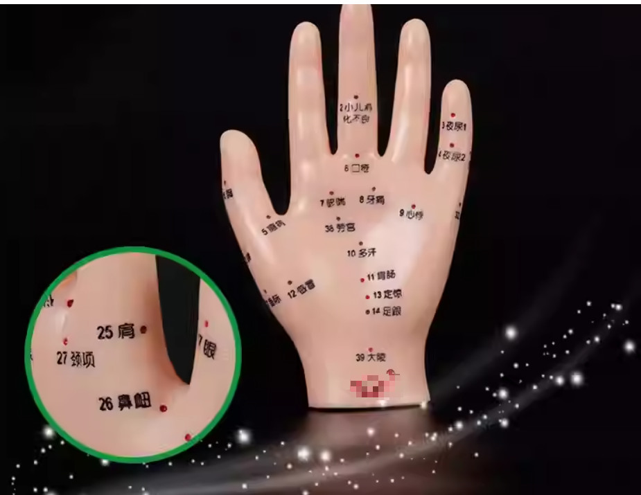 Mô hình huyệt vị bàn tay