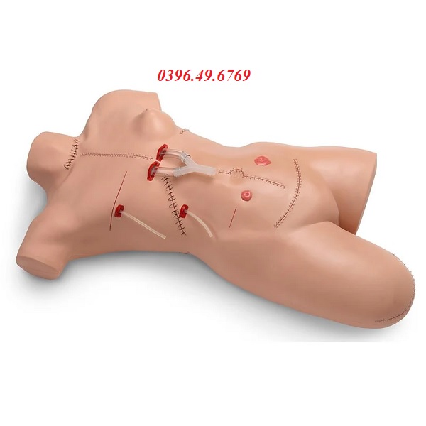 MÔ HÌNH BĂNG BÓ VẾT THƯƠNG VÀ THAY BĂNG CẮT CHỈ LF00929 NASCO