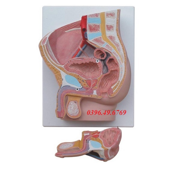 Mô hình cắt đứng khung chậu Nam