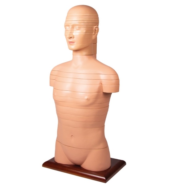 MÔ HÌNH CẮT LỚP CƠ THỂ NGƯỜI THEO CHIỀU NGANG V120 ERLER ZIMMER