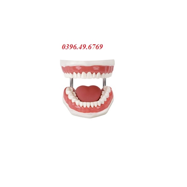 MÔ HÌNH CHĂM SÓC RĂNG MIỆNG GD/H11