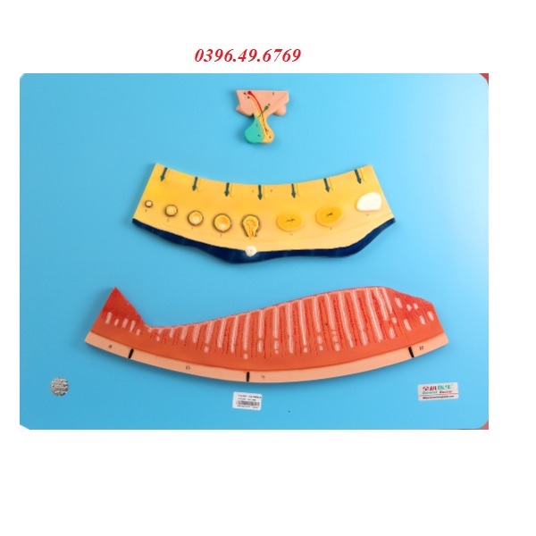 MÔ HÌNH CHU KỲ KINH NGUYỆT GD/A19003