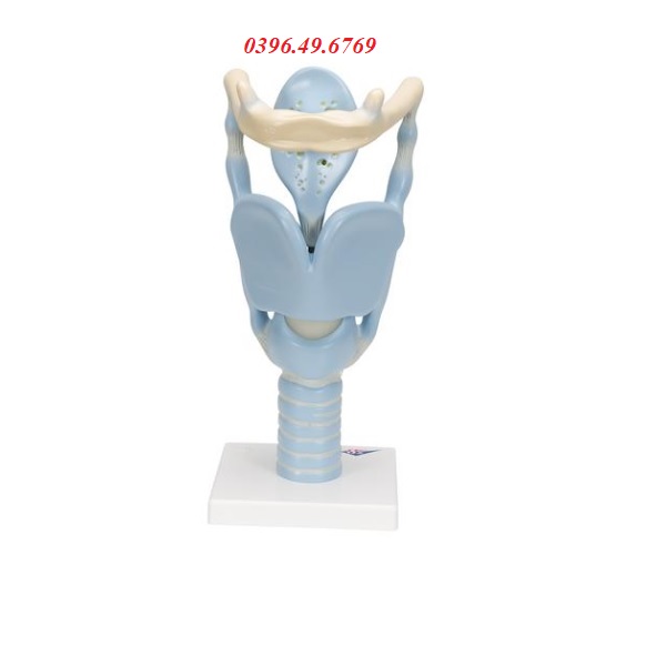 MÔ HÌNH CHỨC NĂNG CỦA THANH QUẢN KÍCH THƯỚC GẤP 3 LẦN 1001242[VC219]