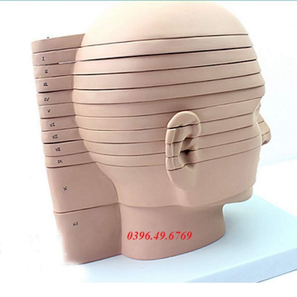 MÔ HÌNH GIẢI PHẪU CẮT LỚP ĐẦU MẶT CỔ CHỤP CỘNG HƯỞNG TỪ PHÓNG XẠ