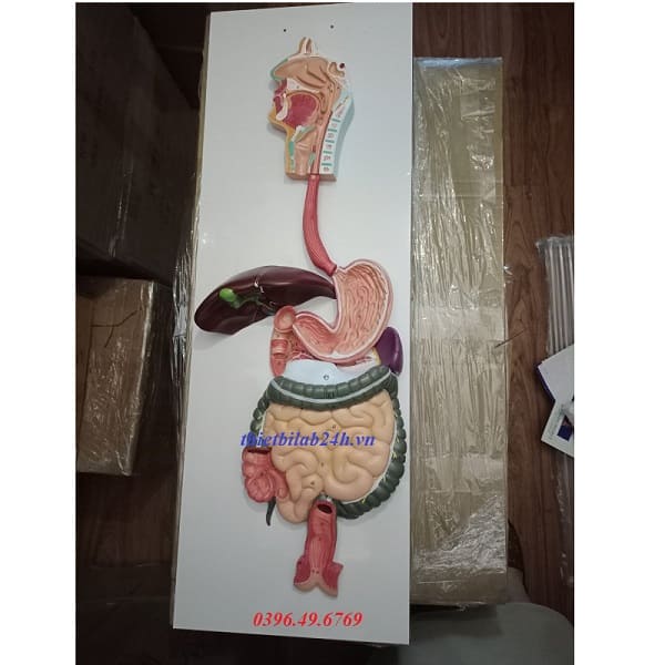 MÔ HÌNH GIẢI PHẪU HỆ TIÊU HÓA