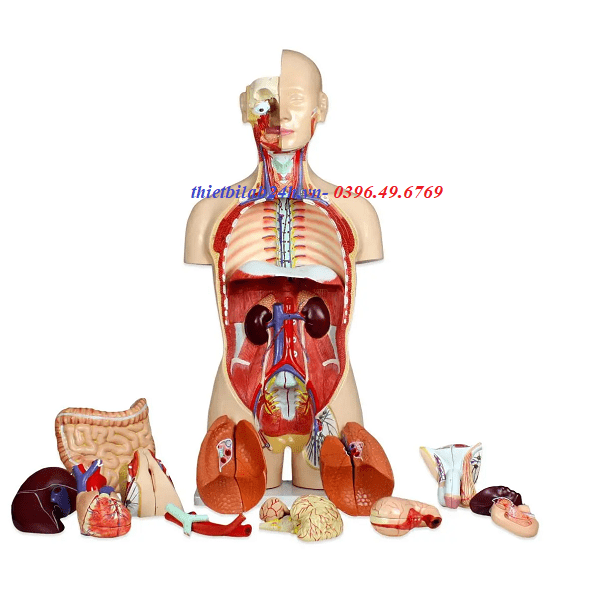 Mô hình cơ thể người 85cm 27 phần có thể tháo rời