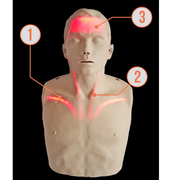 Mô hình đào tạo hô hấp nhân tạo CPR Brayden M13002