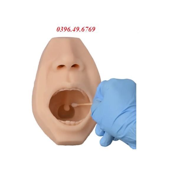 MÔ HÌNH ĐÀO TẠO LẤY MẪU XÉT NGHIỆM DỊCH MŨI HỌNG