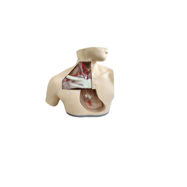 MÔ HÌNH ĐẶT TĨNH MẠCH TRUNG TÂM GD/H72