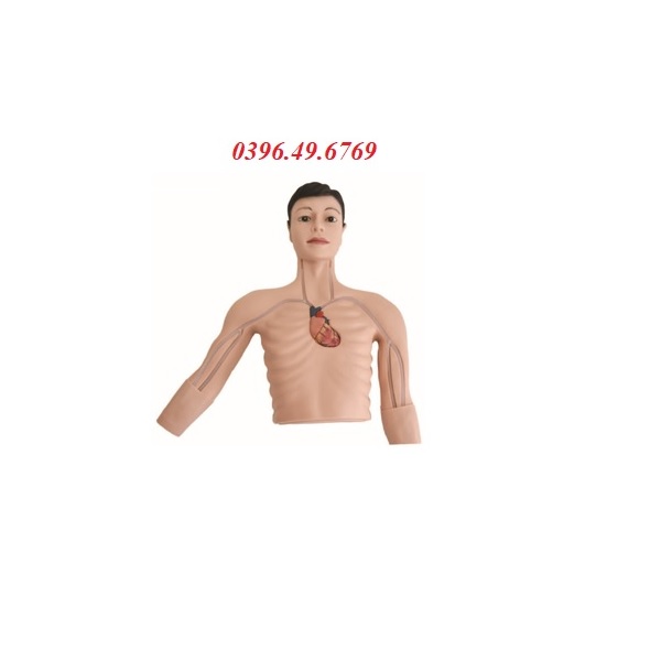 Mô hình đặt tĩnh mạch trung tâm PICC GD/L69E