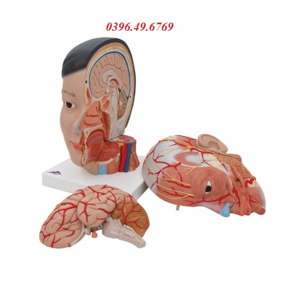 MÔ HÌNH GIẢI PHẪU CƠ ĐẦU MẶT CỔ GỒM 4 PHẦN 1000215 [C06] 3B