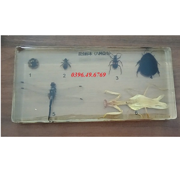 MÔ HÌNH GIẢI PHẪU 6 LOẠI CÔN TRÙNG CÓ ÍCH