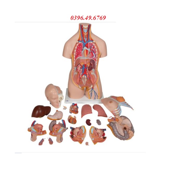 MÔ HÌNH GIẢI PHẪU BÁN THÂN LƯỠNG TÍNH 20 PHẦN MODEL 1000197 [B32] 3B SCIENTIFIC ĐỨC