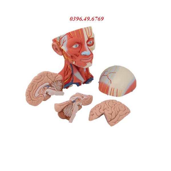 MÔ HÌNH GIẢI PHẪU CƠ ĐẦU MẶT CỔ 5 PHẦN MODEL 1000214 [C05] 3B SCIENTIFIC ĐỨC
