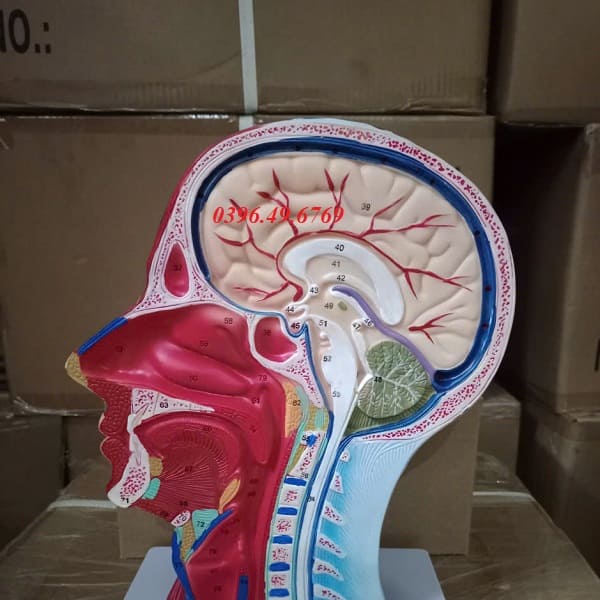 MÔ HÌNH GIẢI PHẪU CƠ ĐẦU CÓ MẠCH MÁU VÀ DÂY THẦN KINH