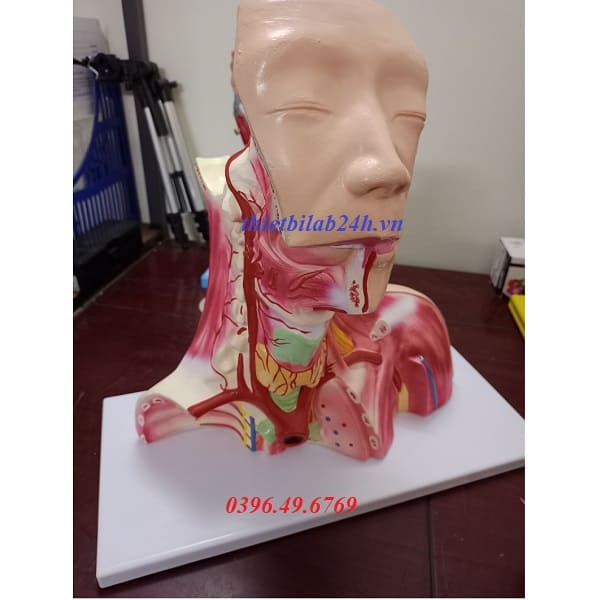 MÔ HÌNH GIẢI PHẪU ĐẦU CỔ VÀ KHOANG NGỰC