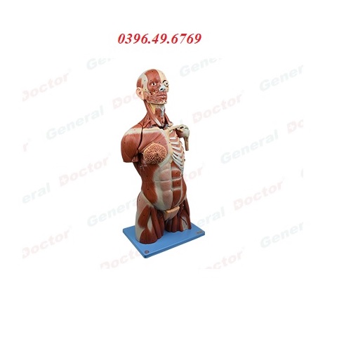 MÔ HÌNH GIẢI PHẪU HỆ CƠ BÁN THÂN MODEL GD/A10007 HONGLIAN