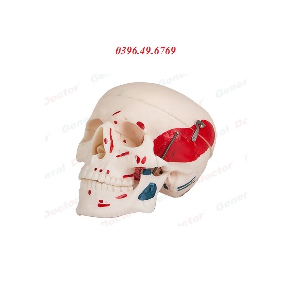 MÔ HÌNH GIẢI PHẪU HỘP SỌ MODEL GD/A11111/2 