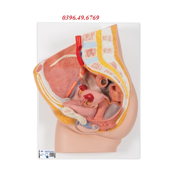 Mô hình giải phẫu khung xương chậu nữ 2 phần 1000281[H10]