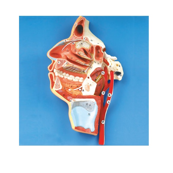 MÔ HÌNH GIẢI PHẪU MIỆNG MŨI HẦU THANH QUẢN CÓ MẠCH VÀ DÂY THẦN KINH GD/A18108