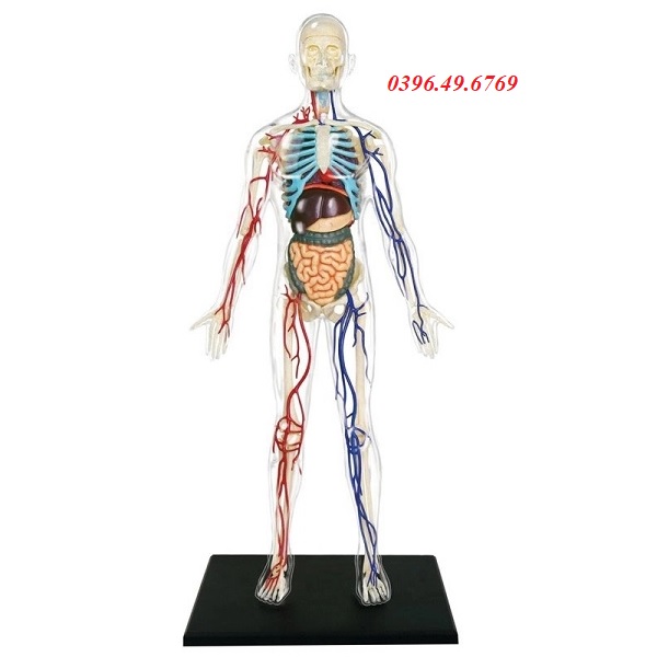 MÔ HÌNH GIẢI PHẪU CƠ THỂ NGƯỜI 4D TRONG SUỐT GIÁ RẺ