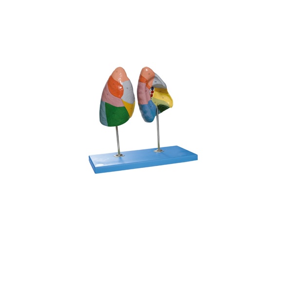 MÔ HÌNH GIẢI PHẪU PHỔI 2 PHẦN GD/A13010