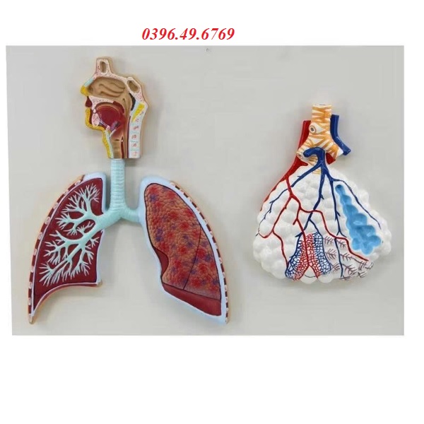 MÔ HÌNH GIẢI PHẪU HỆ HÔ HẤP VÀ TÚI PHẾ NANG