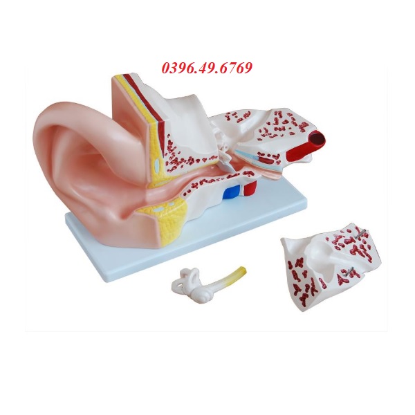 MÔ HÌNH GIẢI PHẪU TAI PHÓNG ĐẠI GẤP 5 LẦN KÍCH THƯỚC THẬT THÁO RỜI 4 PHẦN