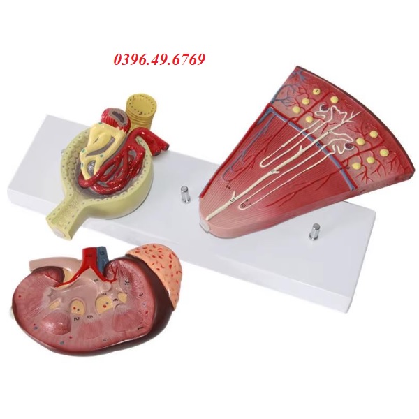 MÔ HÌNH GIẢI PHẪU CẤU TRÚC THẬN VÀ CẦU THẬN