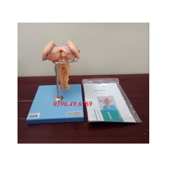 MÔ HÌNH GIẢI PHẪU THÂN NÃO MODEL GD/A18215