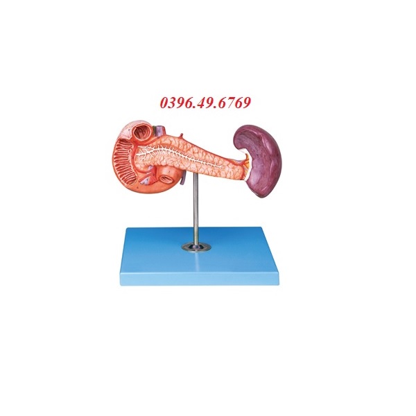 MÔ HÌNH GIẢI PHẪU TUYẾN TUỴ LÁ LÁCH VÀ TÁ TRÀNG MODEL GD/A12004