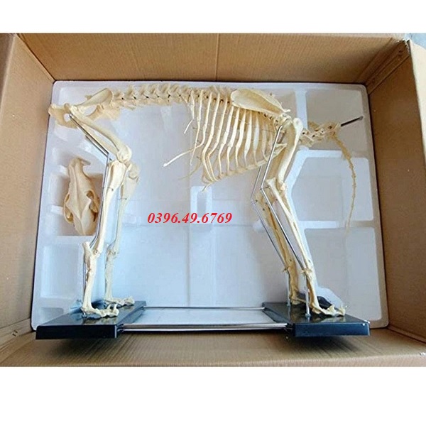MÔ HÌNH GIẢI PHẪU BỘ XƯƠNG CHÓ CHẤT LIỆU CAO CẤP