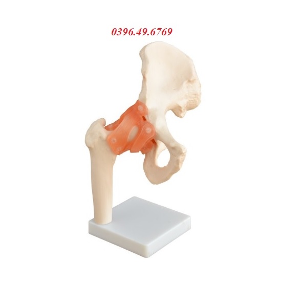 MÔ HÌNH GIẢI PHẪU XƯƠNG KHỚP HÔNG CÓ DÂY CHẰNG