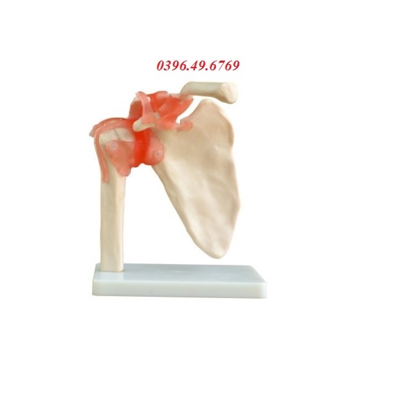 MÔ HÌNH GIẢI PHẪU XƯƠNG KHỚP VAI CÓ DÂY CHẰNG