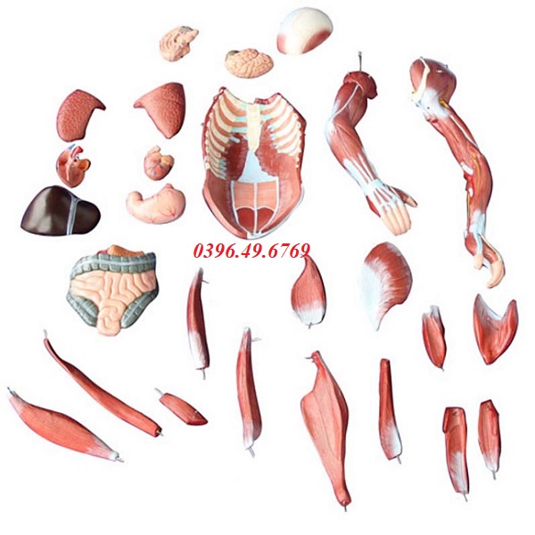 MÔ HÌNH HỆ CƠ TOÀN THÂN KÍCH THƯỚC 80CM 27 PHẦN 