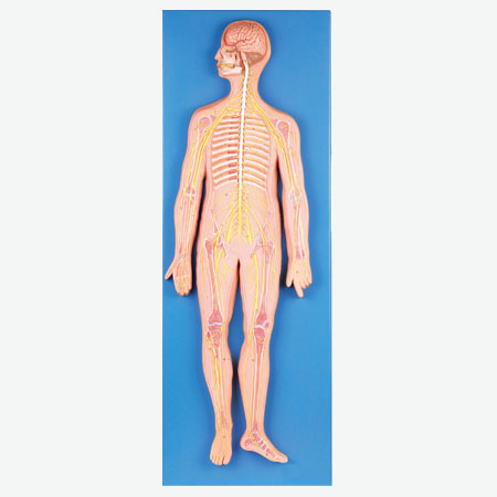Mô hình hệ thần kinh ở người GD/A18101