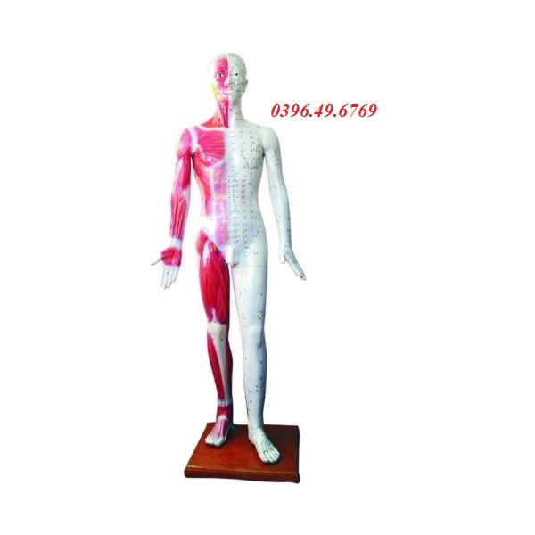 MÔ HÌNH HUYỆT VỊ CHÂM CỨU TOÀN THÂN CÓ SƠN CƠ KÍCH THƯỚC THẬT