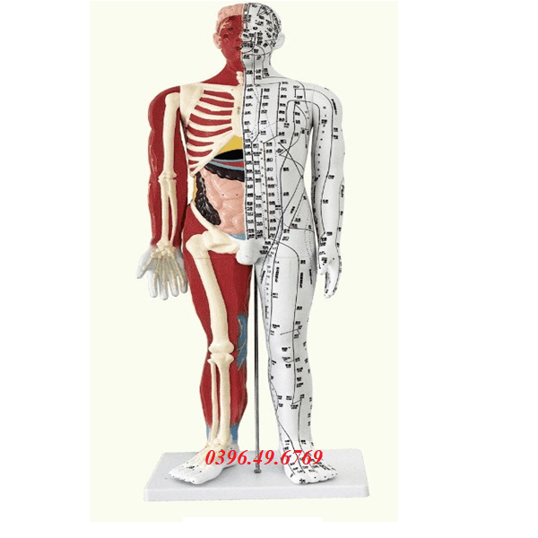 MÔ HÌNH HUYỆT VỊ KÈM GIẢI PHẪU KÍCH THƯỚC 60CM