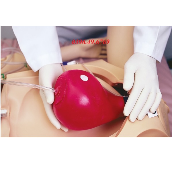 Mô hình đỡ đẻ R17800