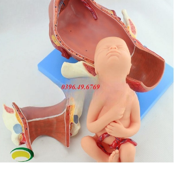 MÔ HÌNH NGÔI THAI VÀ CÁC GIAI ĐOẠN CỦA QUÁ TRÌNH SINH NỞ CHUYỂN DẠ