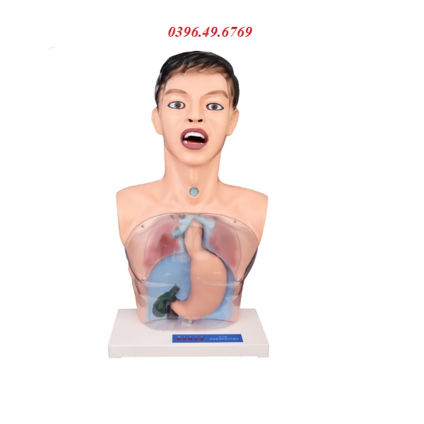 MÔ HÌNH THỰC HÀNH RỬA DẠ DÀY TRONG SUỐT 405