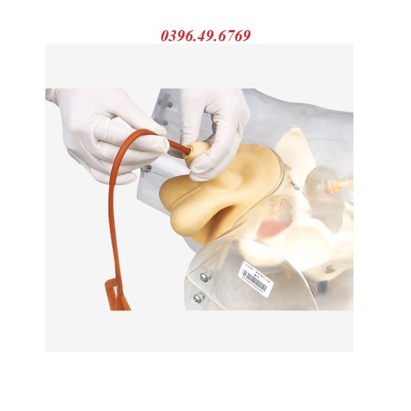 MÔ HÌNH THỰC HÀNH THÔNG TIỂU NAM TRONG SUỐT MODEL GD/H16E