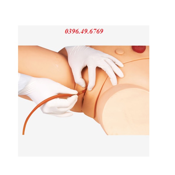 MÔ HÌNH ĐẶT ỐNG THÔNG TIỂU NỮ MODEL GD/H17F