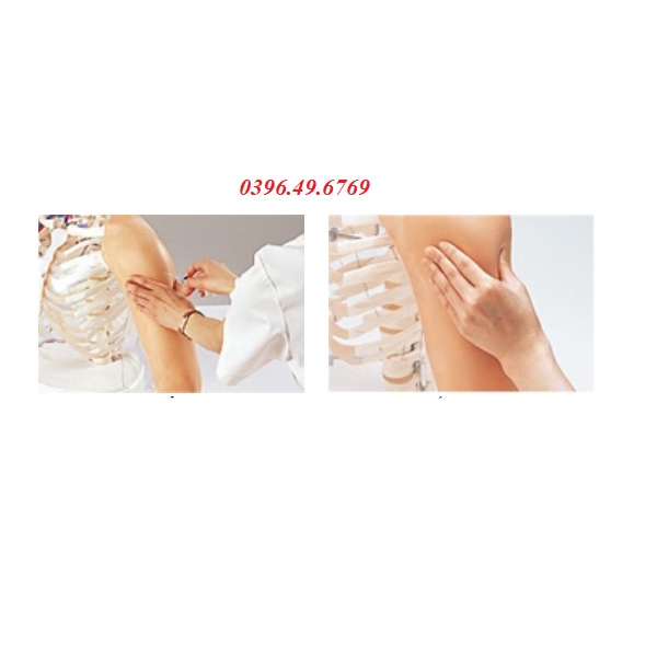 Mô hình tiêm bắp tay M155